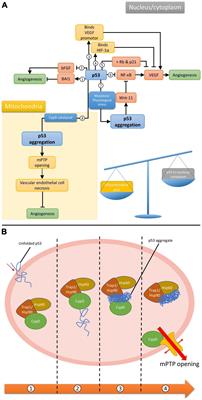 Potential enhancement of post-stroke angiogenic response by targeting the oligomeric aggregation of p53 protein